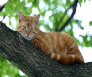Puzzle Γάτα που στηρίζεται πάνω στο υποκατάστημα ενός δέντρου